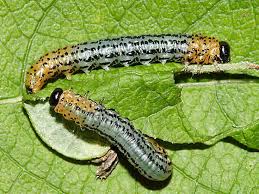 Attēlu rezultāti vaicājumam “Nematus salicis”