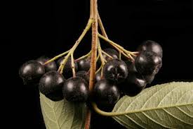 Attēlu rezultāti vaicājumam “x Sorbaronia fallax”