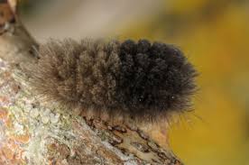 Attēlu rezultāti vaicājumam “Miltochrista miniata”