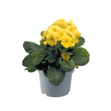 Image result for Primula elatior