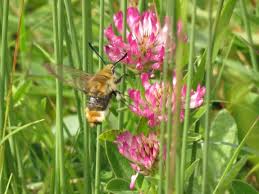 Attēlu rezultāti vaicājumam “Hemaris tityus”