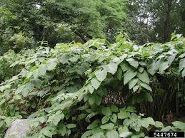 Attēlu rezultāti vaicājumam “Reynoutria sachalinensis”