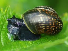 Attēlu rezultāti vaicājumam “Arianta arbustorum”