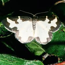 Attēlu rezultāti vaicājumam “Lomaspilis marginata”