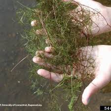 Attēlu rezultāti vaicājumam “Najas minor leaf”