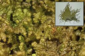 Attēlu rezultāti vaicājumam “Ptilidium pulcherrimum”