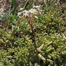 Attēlu rezultāti vaicājumam “Sedum album bud”