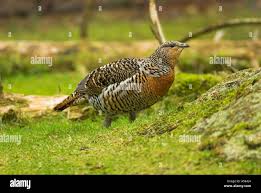 Attēlu rezultāti vaicājumam “Tetrao urogallus female”