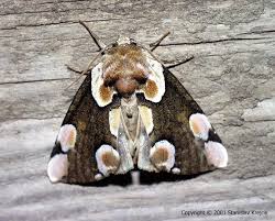 Attēlu rezultāti vaicājumam “Thyatira batis”