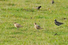 Attēlu rezultāti vaicājumam “Pluvialis apricaria”