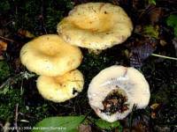 Attēlu rezultāti vaicājumam “Lactarius repraesentaneus”