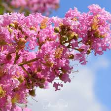 Image result for Lagerstroemia