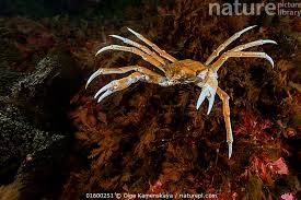 Image result for Hyas araneus