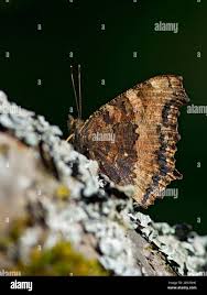Attēlu rezultāti vaicājumam “Nymphalis xanthomelas upperside”