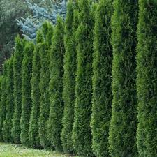 Attēlu rezultāti vaicājumam “Thuja occidentalis”