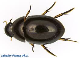 Attēlu rezultāti vaicājumam “Hydrophilidae”