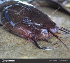 Image result for Bagre marinus