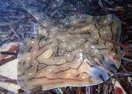 Image result for Raja undulata