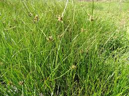 Attēlu rezultāti vaicājumam “Bolboschoenus maritimus”