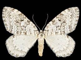 Attēlu rezultāti vaicājumam “Epirranthis diversata imago”