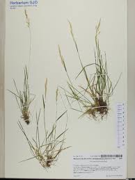 Attēlu rezultāti vaicājumam “Arenaria procera”