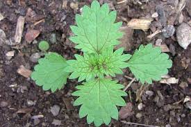 Attēlu rezultāti vaicājumam “Urtica urens leaf”