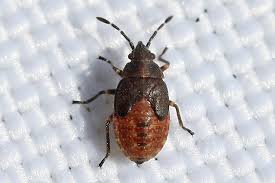 Attēlu rezultāti vaicājumam “Kleidocerys resedae imago”