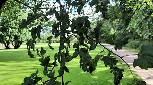 Attēlu rezultāti vaicājumam “Tilia platyphyllos Laciniata”