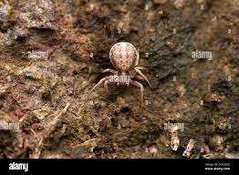 Attēlu rezultāti vaicājumam “Xysticus bifasciatus female”