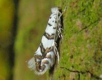 Attēlu rezultāti vaicājumam “Phyllonorycter platanoidella”