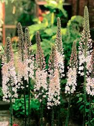 Image result for Steppenkerze