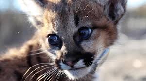 Image result for Craigmount Cougars