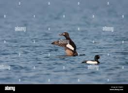 Attēlu rezultāti vaicājumam “Melanitta fusca male”