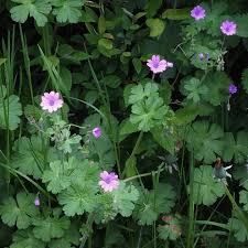 Attēlu rezultāti vaicājumam “Geranium pyrenaicum flower”