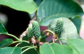 Attēlu rezultāti vaicājumam “Magnolia acuminata fruit”