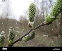Attēlu rezultāti vaicājumam “Salix cinerea female flower”