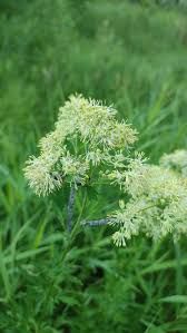 Attēlu rezultāti vaicājumam “Thalictrum flavum flower”