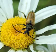 Attēlu rezultāti vaicājumam “Pseudovadonia livida”