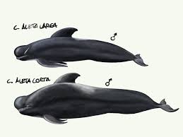 Image result for Globicephala melas