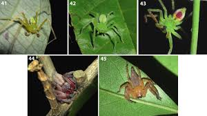 Attēlu rezultāti vaicājumam “Sparassidae”