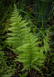Attēlu rezultāti vaicājumam “Thelypteris palustris”