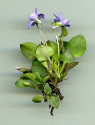 Attēlu rezultāti vaicājumam “Viola rupestris”