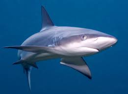 Image result for Carcharhinus galapagensis