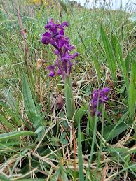 Attēlu rezultāti vaicājumam “Orchis morio”