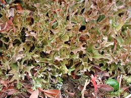 Attēlu rezultāti vaicājumam “Cetraria islandica”