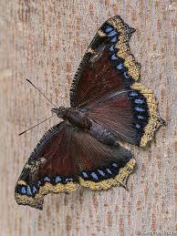 Attēlu rezultāti vaicājumam “Nymphalis antiopa upperside”