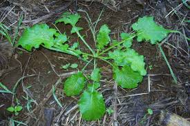 Attēlu rezultāti vaicājumam “Lapsana communis leaf”