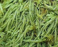 Attēlu rezultāti vaicājumam “Plagiomnium undulatum sporophyte”