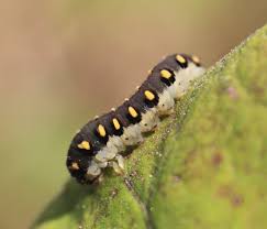 Attēlu rezultāti vaicājumam “Tenthredo mandibularis”