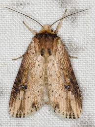 Attēlu rezultāti vaicājumam “Axylia putris”